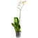 Белая орхидея Фаленопсис в горшке. Омск